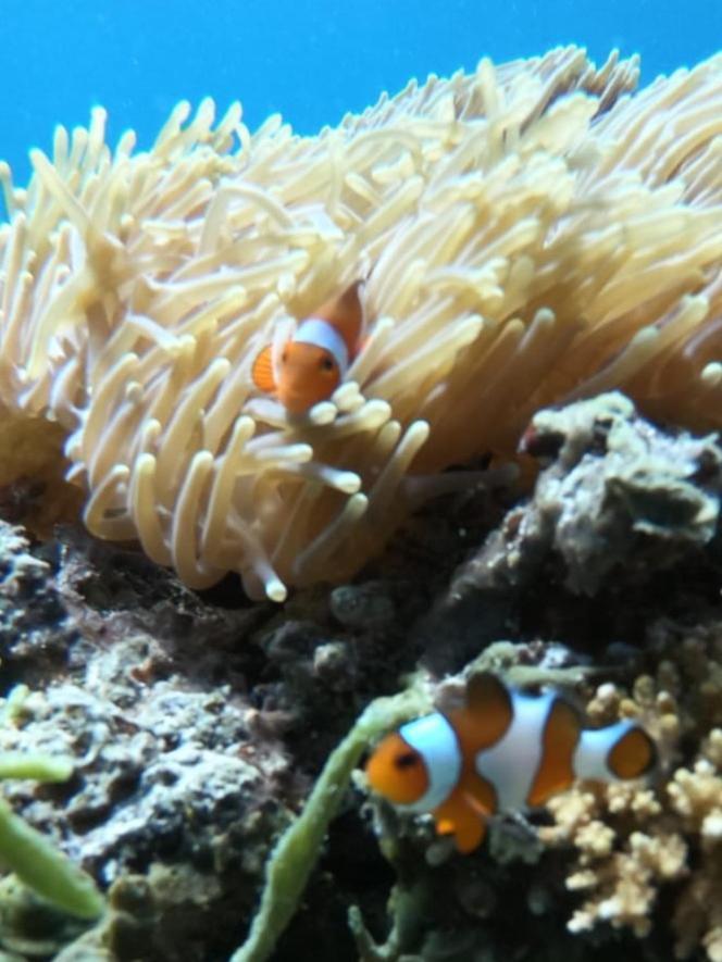 Lisa Homestay Gili Trawangan Zewnętrze zdjęcie